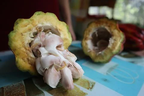 Cacao plant Stock Photos