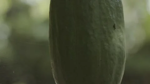 Cacao pod growing in the Amazon rainforest on an organic plantation - 스톡 동영상 172578966