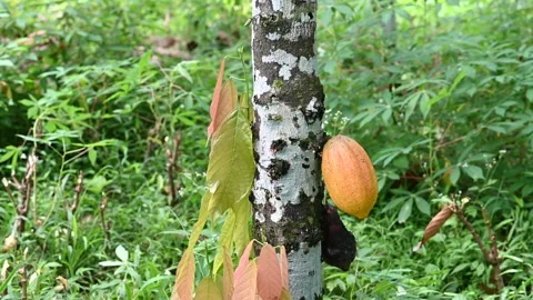 Cacao pod grows on tree in Ubud Stock Footage 339074282