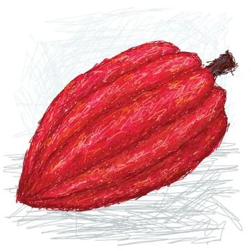 Cacao pod Stock Illustration