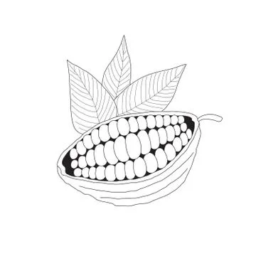 The cacao pod Stock Illustration