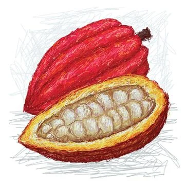 Cacao pod opened Stock Illustration