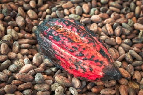 Cacao pod Stock Photos