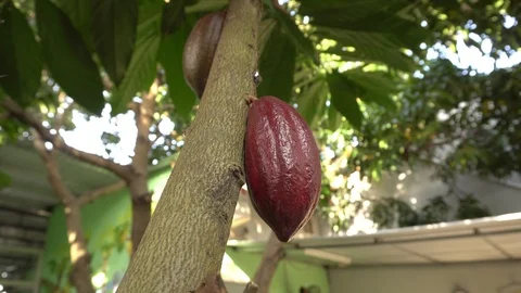 Cacao pods on cocoa fruit tree ready to pick Stock Footage 88940676