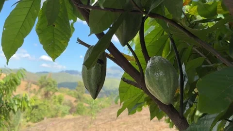 Cacao pods growing directly on the tree trunk Stock Footage 344709678