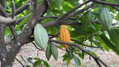 Cacao pods growing directly on the tree trunk Stock Footage 344709698