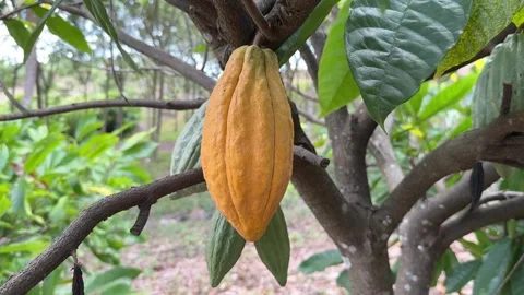 Cacao pods growing directly on the tree trunk Stock Footage 344709699