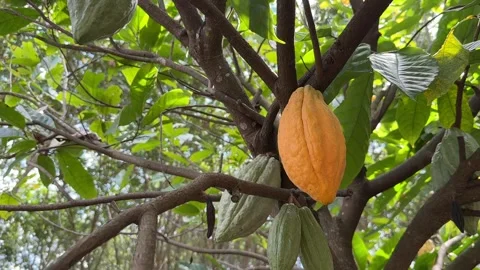 Cacao pods growing directly on the tree trunk Stock Footage 344709718