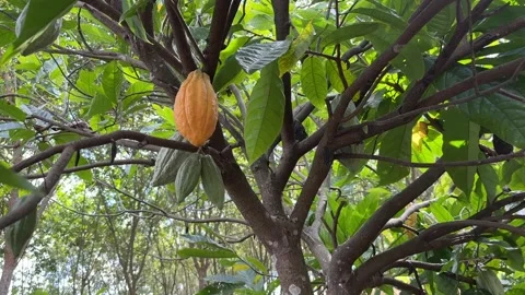 Cacao pods growing directly on the tree trunk Stock Footage 344709729