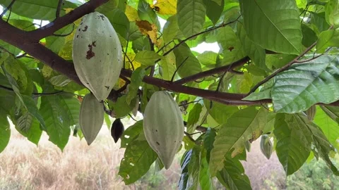 Cacao pods growing directly on the tree trunk Stock Footage 344709730