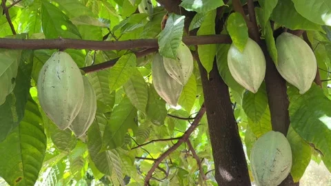 Cacao pods growing directly on the tree trunk Stock Footage 344709746