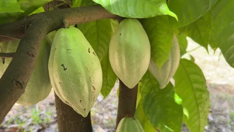 Cacao pods growing directly on the tree trunk Stock Footage 344709760