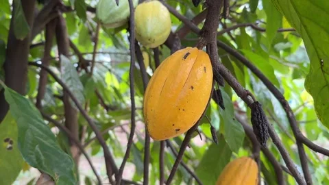 Cacao pods growing directly on the tree trunk Stock Footage 344709799