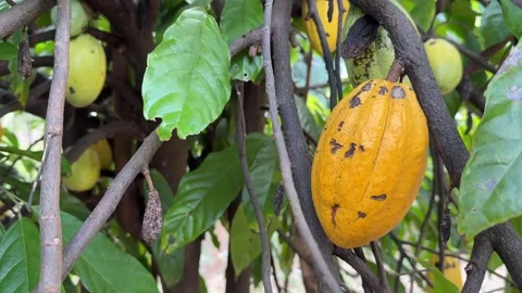 Cacao pods growing directly on the tree trunk Stock Footage 344709811