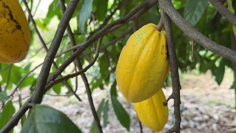 Cacao pods growing directly on the tree trunk Stock Footage 344709820