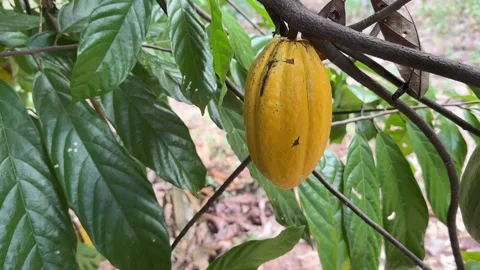 Cacao pods growing directly on the tree trunk Stock Footage 344709830