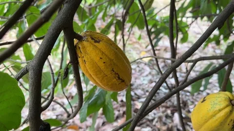 Cacao pods growing directly on the tree trunk Stock Footage 344709833