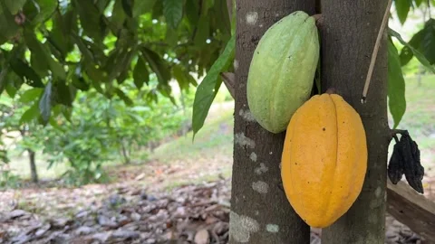 Cacao pods growing directly on the tree trunk Stock Footage 344709841