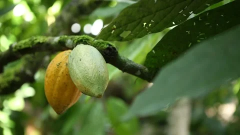 Cacao pods growing on a tree in a tropical forest in Bahia, Brazil Stock Footage 317574341