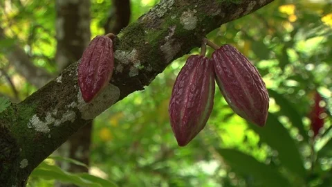 Cacao Pods On Tree FOCUS IN 스톡 동영상 84486451