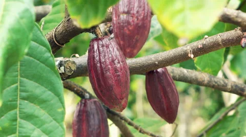 Cacao pods on tree Stock Footage 60058314