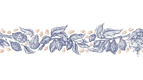 Cacao seamless pattern. Vector border. Art sketch Stock Illustration