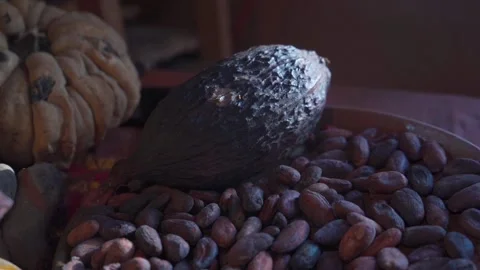 Cacao Seeds Fermentation and Drying Stock Footage 293176441