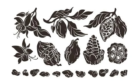 Cacao set. Growth stages. Vector shape, realistic mold. Chocolate ingredient. Illustrazione stock