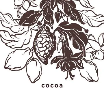 Cacao template. Natural chocolate. Vector nature card. Art hand drawn botanic Stock Illustration