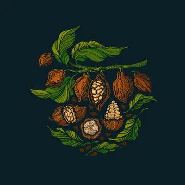 Cacao texture set. Vector graphic tree, art bean Illustrazione stock