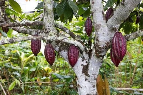 Cacao tree, cacao beans on the tree Indonesia Foto stock