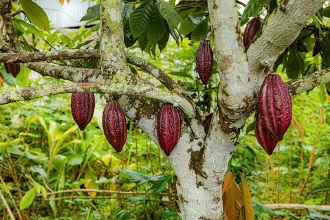 Cacao tree, cacao beans on the tree Indonesia Foto stock