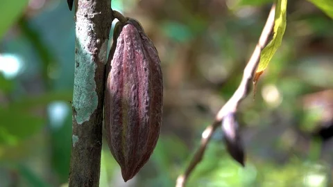 Cacao tree with cacao fruit Stock Footage 95505968