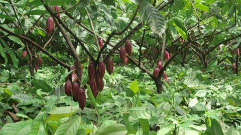 Cacao Tree. Cocoa Red Fruit Pods In Nature. Stock Footage 282389499