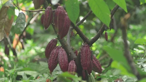 Cacao Tree. Cocoa Red Fruit Pods In Nature. Stock Footage 282389506