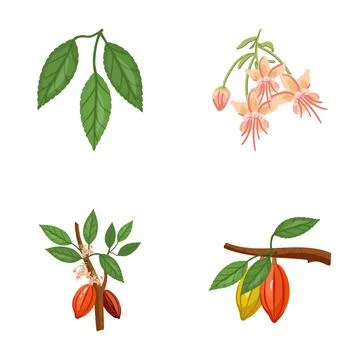 Cacao tree life cycle botanic vector illustration set Stock Illustration
