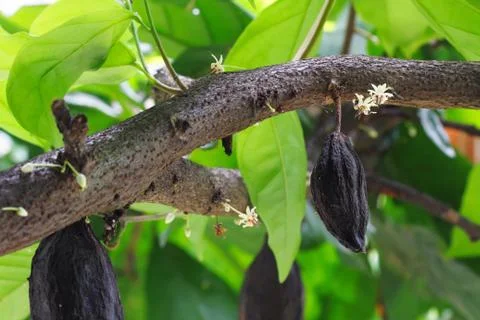 Cacao tree Stock Photos