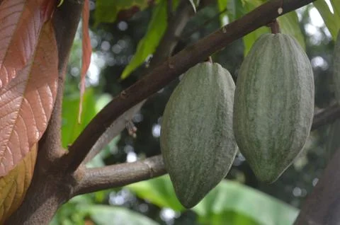 Cacao Tree Photos