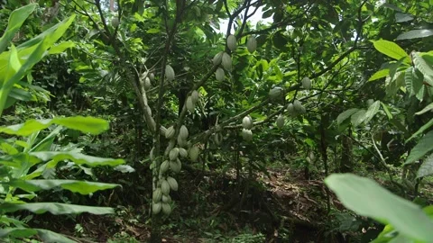 Cacao Tree. Rainforest Cocoa Fruit Pods In Nature. Stock Footage 282389404