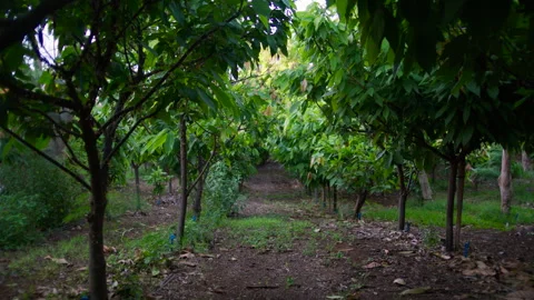 Cacao trees at plantation Stock Footage 263227584