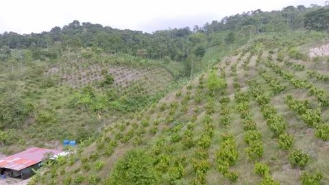 Cacao Trees on Steep Hillside Farm, Drone Flyover Stock Footage 342896550