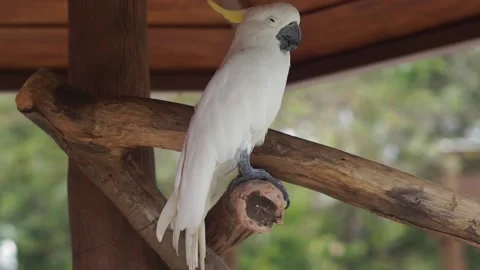 Cacatua alba Stock Footage 291877768