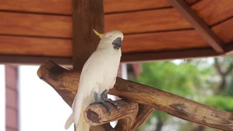 Cacatua alba Stock Footage 291877772