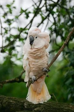 Cacatua Stock Photos