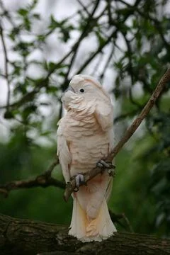 Cacatua Stock Photos