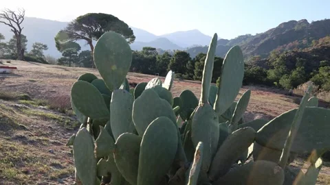 Cacatuses in winter in cirali turkey Video stock 308295624