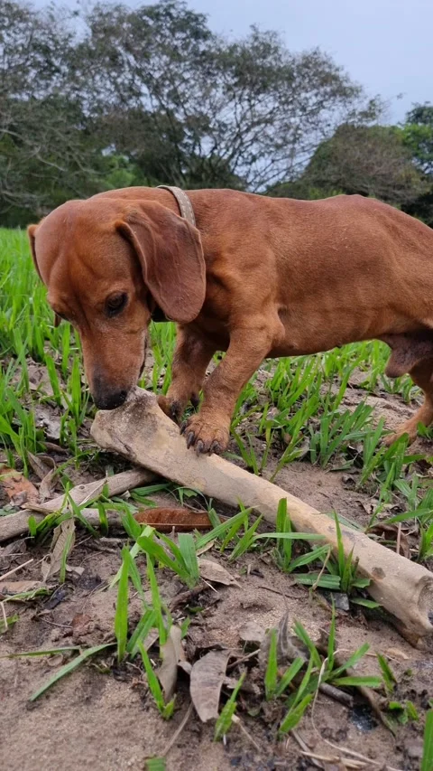 Cacau Stock Footage 237904113