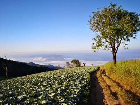 The cacbage field on the high mountain valley with gravel road and the beautiful Stock Photos