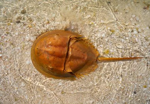 Cacerola de mar Limulus polyphemus Mexico Stock Photos