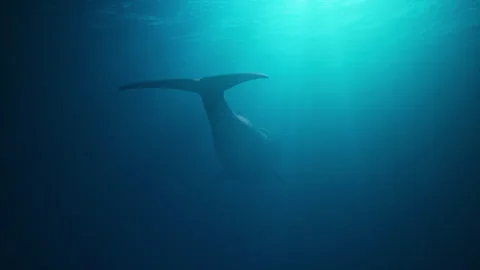 Cachalot swims to the ocean surface Stock Footage 300369448